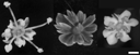 Fig. 2. Male fertile (left), petaloid male sterile (middle), and brown anther male sterile (right) carrot flowers. White bar = 1 mm