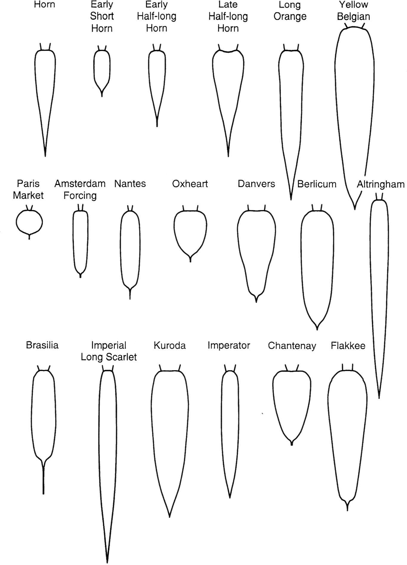 Типы форм члена. Разновидности формы члена. Формы мужского полового органа. Классификация мужских членов. Формы и виды мужского пениса.